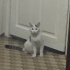 Pamuk