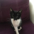 Zeytin