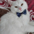 Bulut