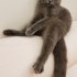 Pamuk