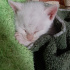 Pamuk