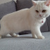 Pamuk