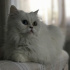 Pamuk