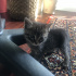 Zeytin