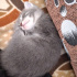 Duman