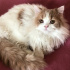 Pamuk