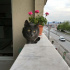 duman