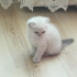 Duman