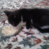 Zeytin