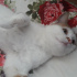 Pamuk