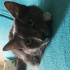 Bulut