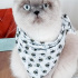 Bulut