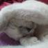 Pamuk