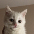 Pamuk