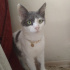Pamuk