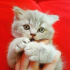 Duman