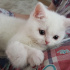 Pamuk