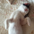 Pamuk