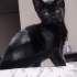 Zeytin