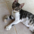 Duman