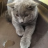 Duman