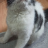 miya