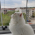 Sütlaç