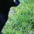 zeytin