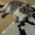 Duman