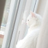 Pamuk