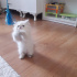 Pamuk