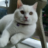Pamuk