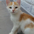 Pamuk
