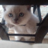 Bulut