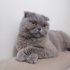 Duman
