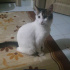 Pamuk