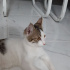 Duman