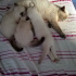 Pamuk