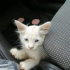 Pamuk