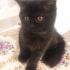 zeytin