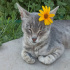 Duman