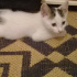 PAMUK