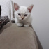 Pamuk