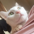PAMUK