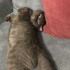 Miya