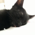 Zeytin