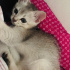 Pamuk