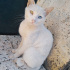 Pamuk