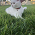 Pamuk