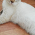 Miya